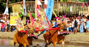 Bali travel_Sapi_Gerumbungan