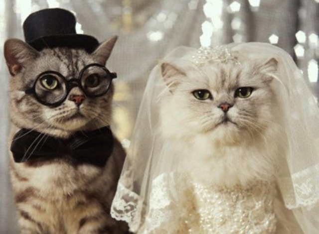 cats wedding