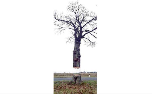 levitating-tree-street-art-illusion-by-daniel-siering-and-mario-shu-4