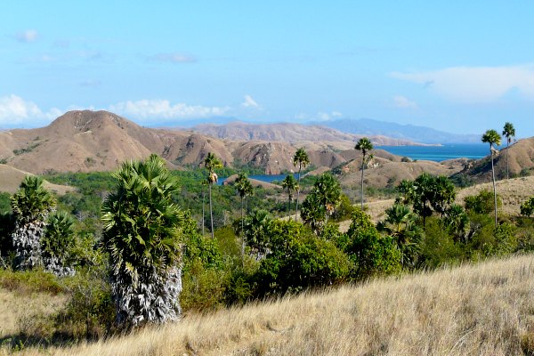Pulau Rinca 