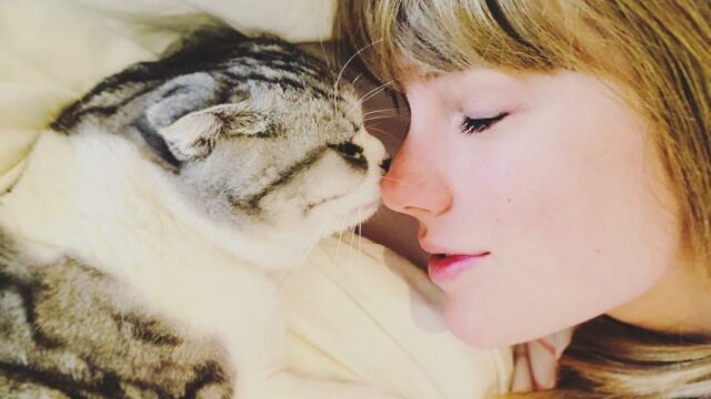 5 Kucing Terkaya yang Punya Duit Berjibun, Ada Punya Taylor Swift!
